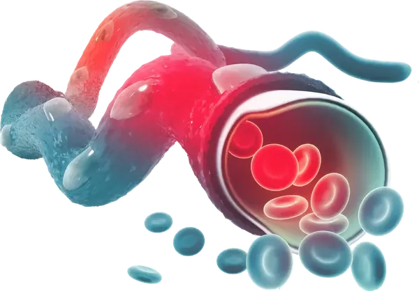 blood-vessel-1-optimized